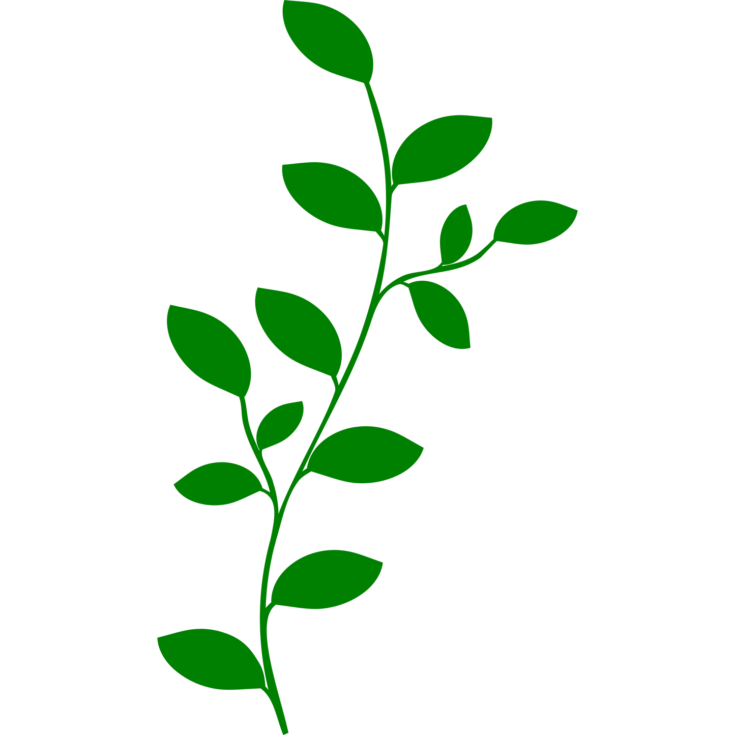 Leaves - Branch - Different Leaf Sizes